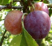 New season English Opal Plums